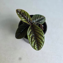 Load image into Gallery viewer, #D233 Labisia Sp.