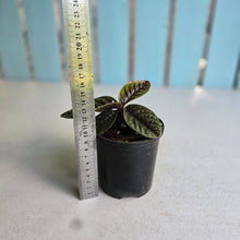 Load image into Gallery viewer, #D233 Labisia Sp.