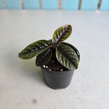 Load image into Gallery viewer, #D233 Labisia Sp.
