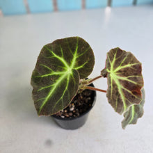 Load image into Gallery viewer, #R214 Begonia Oh No