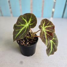Load image into Gallery viewer, #R214 Begonia Oh No