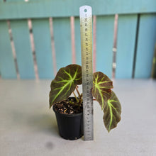 Load image into Gallery viewer, #R214 Begonia Oh No
