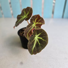 Load image into Gallery viewer, #R214 Begonia Oh No