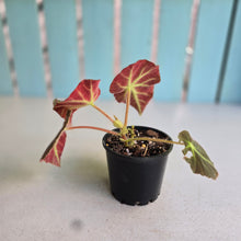 Load image into Gallery viewer, #R214 Begonia Oh No