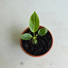 Load image into Gallery viewer, #RD28 Anthurium Punctatum Seedling