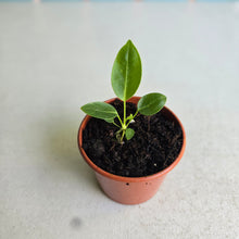 Load image into Gallery viewer, #RD28 Anthurium Punctatum Seedling