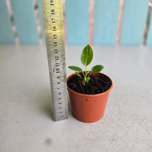 Load image into Gallery viewer, #RD28 Anthurium Punctatum Seedling