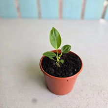 Load image into Gallery viewer, #RD28 Anthurium Punctatum Seedling