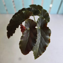 Load image into Gallery viewer, #D76 Begonia Anna Christine