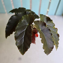 Load image into Gallery viewer, #D76 Begonia Anna Christine