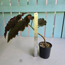Load image into Gallery viewer, #D76 Begonia Anna Christine