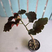 Load image into Gallery viewer, #D76 Begonia Anna Christine