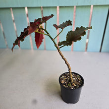 Load image into Gallery viewer, #D76 Begonia Anna Christine