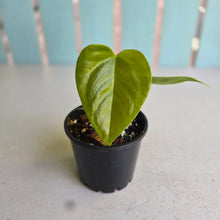 Load image into Gallery viewer, #R224 Two x Anthurium Veitchii x 'Red'