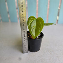 Load image into Gallery viewer, #R224 Two x Anthurium Veitchii x 'Red'