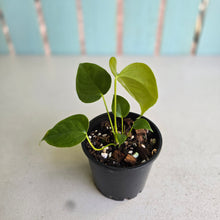 Load image into Gallery viewer, #R224 Two x Anthurium Veitchii x 'Red'