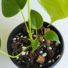 Load image into Gallery viewer, #R224 Two x Anthurium Veitchii x 'Red'