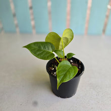 Load image into Gallery viewer, #R224 Two x Anthurium Veitchii x 'Red'