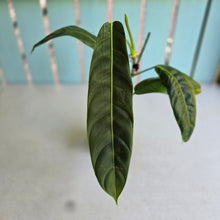 Load image into Gallery viewer, #RS3 Philodendron Patriciae