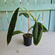 Load image into Gallery viewer, #RS3 Philodendron Patriciae
