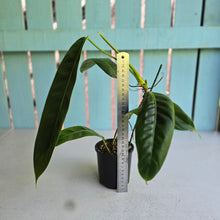 Load image into Gallery viewer, #RS3 Philodendron Patriciae