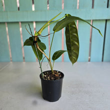 Load image into Gallery viewer, #RS3 Philodendron Patriciae