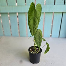 Load image into Gallery viewer, #R5 Philodendron Tenue
