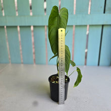 Load image into Gallery viewer, #R5 Philodendron Tenue
