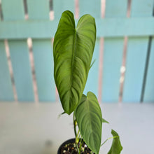 Load image into Gallery viewer, #R5 Philodendron Tenue