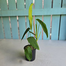Load image into Gallery viewer, #R5 Philodendron Tenue