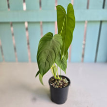 Load image into Gallery viewer, #R5 Philodendron Tenue