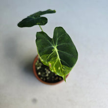 Load image into Gallery viewer, #R14 Alocasia Frydek Dorayaki Aurea - Round Form