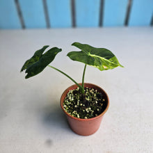 Load image into Gallery viewer, #R14 Alocasia Frydek Dorayaki Aurea - Round Form