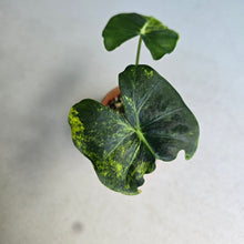 Load image into Gallery viewer, #R14 Alocasia Frydek Dorayaki Aurea - Round Form