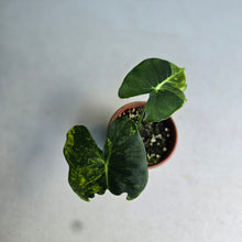 Load image into Gallery viewer, #R14 Alocasia Frydek Dorayaki Aurea - Round Form