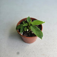 Load image into Gallery viewer, #R482 Anthurium Pallidiflorum