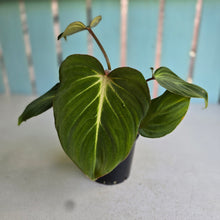 Load image into Gallery viewer, #R16 Philodendron Gloriosum
