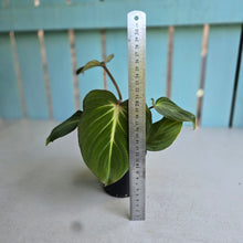 Load image into Gallery viewer, #R16 Philodendron Gloriosum