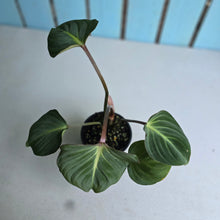 Load image into Gallery viewer, #R16 Philodendron Gloriosum