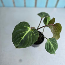 Load image into Gallery viewer, #R16 Philodendron Gloriosum