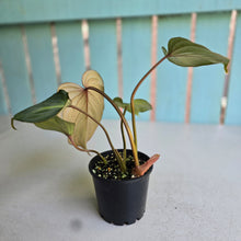 Load image into Gallery viewer, #R16 Philodendron Gloriosum