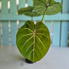 Load image into Gallery viewer, #RD47 Philodendron Gloriosum