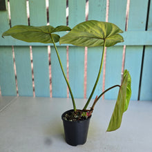 Load image into Gallery viewer, #RD47 Philodendron Gloriosum