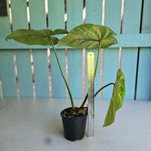 Load image into Gallery viewer, #RD47 Philodendron Gloriosum