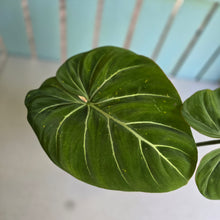 Load image into Gallery viewer, #RD47 Philodendron Gloriosum