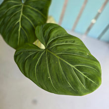 Load image into Gallery viewer, #RD47 Philodendron Gloriosum