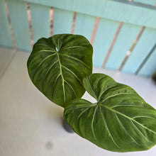 Load image into Gallery viewer, #RD47 Philodendron Gloriosum