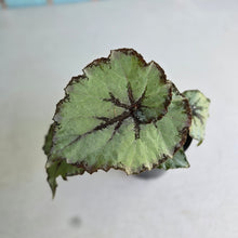 Load image into Gallery viewer, #RA17 Begonia Unknown