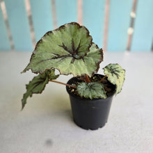 Load image into Gallery viewer, #RA17 Begonia Unknown