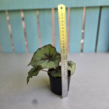 Load image into Gallery viewer, #RA17 Begonia Unknown